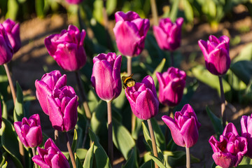 Close up view of bumblebee on a purple tulip in Patagonia, Argentina