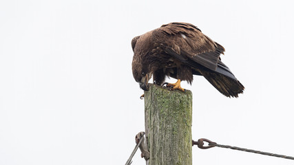 Tillie the juvenile American Bald Eagle of Asbury Park.