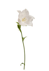 flowers on white background