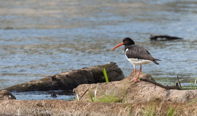 Eurasian oystercatcher (Haematopus ostralegus) on the rock