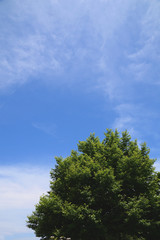 Green leaves and blue sky.
