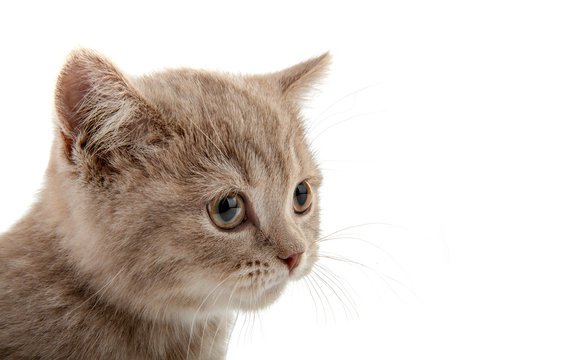 brown little kitten