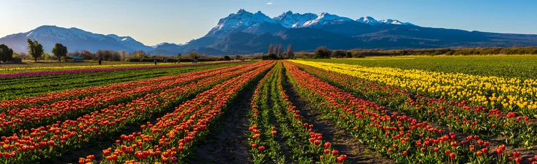 Fotobehang Scene view of field of tulips against clear sky in Trevelin, Chubut, Patagonia, Argentina © Pedro Suarez