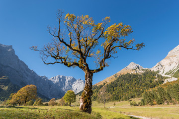 Herbstlich gefärbte Ahornbäume  auf dem großen Ahornboden im Karwendel Gebirge, Tirol,...