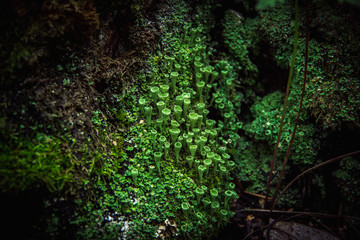 Macro closeup cyan lichen in green moss. Shallow focus