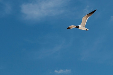 Obraz premium Black and white common tern flying above beach with blue sky