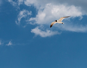 Fototapeta na wymiar Common Tern bird flying with blue scky and small clouds above