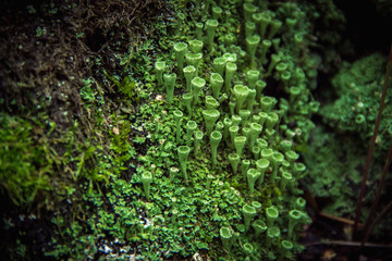 Macro closeup cyan lichen in green moss. Shallow focus