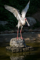 stork in the zoo