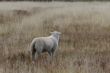 Schaf von hinten auf trockener Wiese