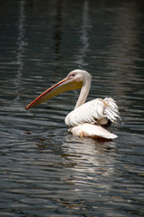 playful cute pelican on the lake