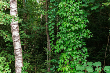 Virginia Creeper in the forest
