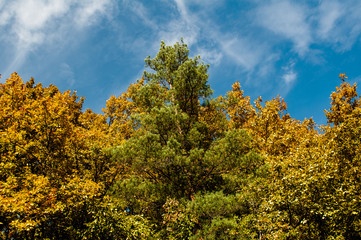 Natural Caucasian mountains forest flora at autumn time
