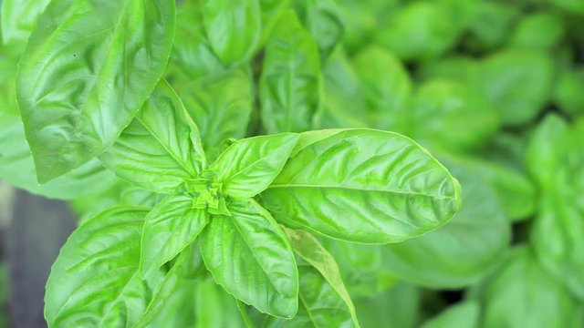 green Basil leaves spices growing plants