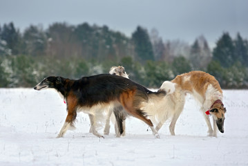 Fototapeta na wymiar Hunting with borzoi dogs