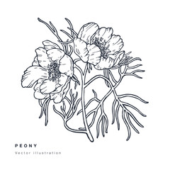 Hand draw vector narrow leaved peony flowers illustration. Floral wreath. Botanical floral card on white background.
