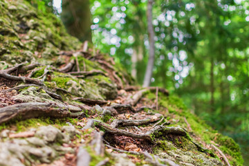 Roots overgrowing a rock