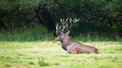 Territorial red deer, cervus elaphus, stag with massive antlers lying down and resting in tranquil nature. Wild ruminant in rutting season in summertime. Wildlife scenery with still mammal.