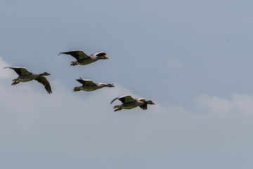 Wilde Graugänse im Flug im Wattenmeer