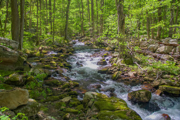 Creek in summer forest