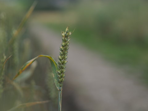 A wheat field beside a public footpath 