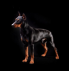 Black Doberman Pinscher