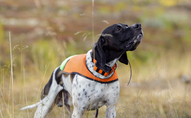Dog english pointer