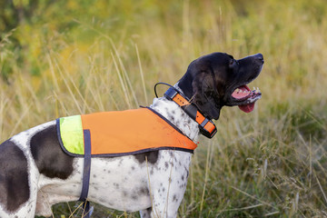 Dog english pointer