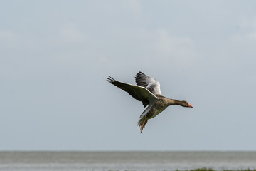 Wilde Graugänse im Flug im Wattenmeer