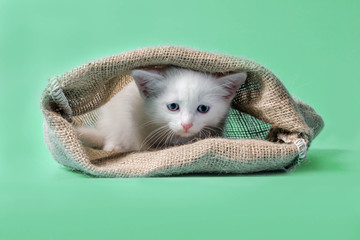sad kitten in sack turquoise background