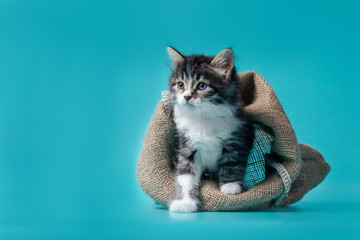 tabby kitten gets out of the sack on a turquoise background