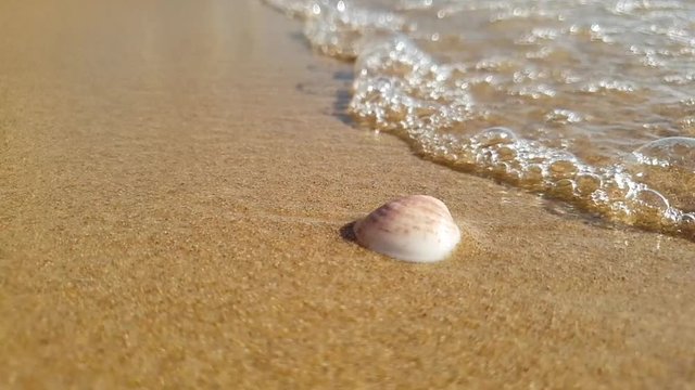 Washed shells on the sea shore. Summertime on the coast.