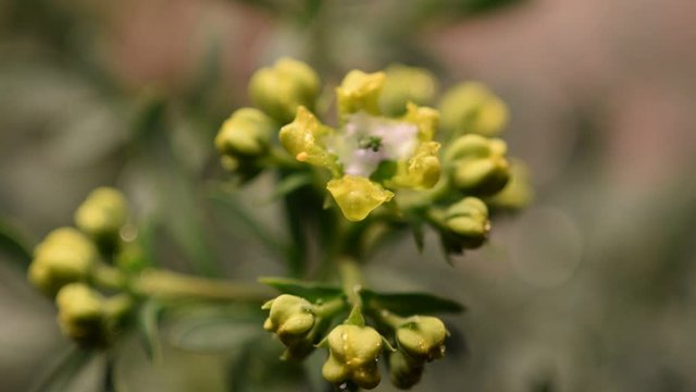 Flora ft7111_0006
