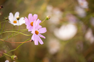 Letnie kwiaty na łące © nitka_zaplatana
