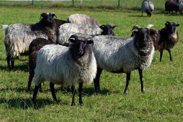 Obraz premium Heidschnucken Schafrasse, Herde auf Weide