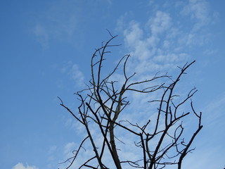 Obraz premium Tree and sky