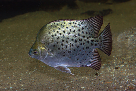 Gemeine Argusfisch (Scatophagus argus) Brackwasserfisch, Südasien