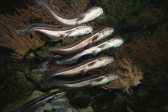 Gestreifte Korallenwels (Plotosus lineatus) Gruppe, tropischer Indopazifik