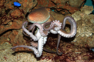  Kraken (Ordnung Octopoda) Tintenfisch Weichtier