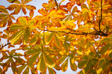 maple leaves in autumn