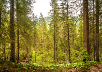 Magical forest in Dolomites at Autumn, South Tyrol, Italy