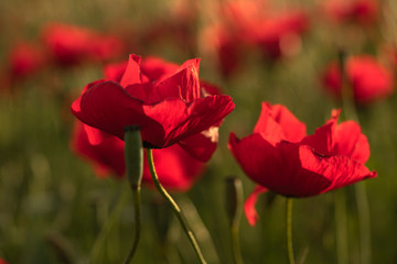 Fields of blooming poppy. Fields and hills are covered with a carpet of wild flowers. Summer 2019, Eastern Georgia, near the town of Gori. Sunset.