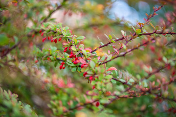 Owoce dzikiej róży na krzewie © nitka_zaplatana