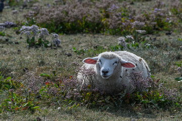 Obraz premium Schaf auf den Salzwiese am Wattenmeer