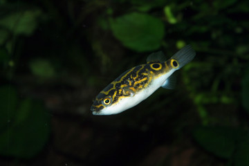 Goldringel-Kugelfisch (Tetraodon mbu) Süsswasserfisch