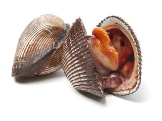 Scapharca subcrenata on white background 