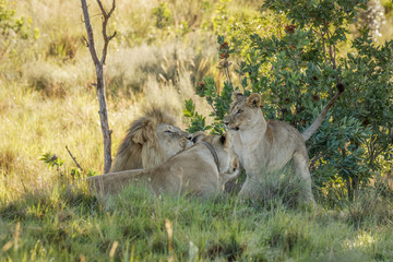 Lion pride ( Panthera Leo) playing, Welgevonden Game Reserve, South Africa.