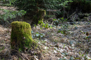 Bielatal in der Sächsischen Schweiz