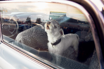 Dog alone is locked in car on heat hot day, howls and whines, asks for water on sunny summer
