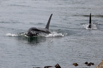 Orca, Killerwal in freier Wildbahn, von Land aus fotogrfiert